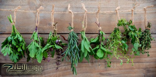 الصحه هتدب فيك ... تعرف على افضل عشبة لزياده الطاقه موجوده فى كل بيت ومحدش يعرف عنها حاجه