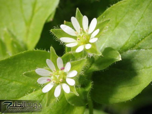 “أيام الرجيم انتهت”.. الفنانة مي كساب تكشف عن عشبة جبارة وسحرية موجودة في كل مطبخ لإزالة الكرش المترهل في 3 أيام وإنقاص الوزن !!!؟