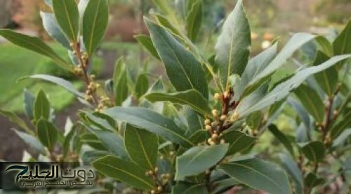 “كل اللي عرفوه قالوا نفس الجملة.. مستحيل!!”.. مكون مطبخي بسيط بيخلي السكر تحت السيطرة.. تعرف إيه هو؟!!