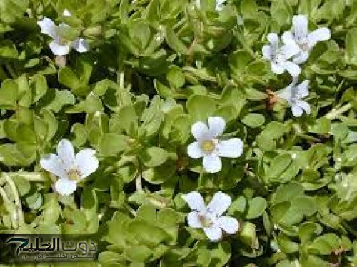 هيبقى ولا اينشتاين…. هتخلي ابنك يحفظ دروسه كلها في يومين عشبة باكوبا مونيري العشبة رقم واحد في العالم لزيادة الذكاء بنسبة 100%