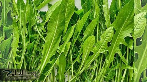 ياريتني عرفتها من زمان.. عشبة سحرية تخلصك من السموم الموجودة في الجسم وتفتت حصوات الكلى.. جربها ومش هتندم