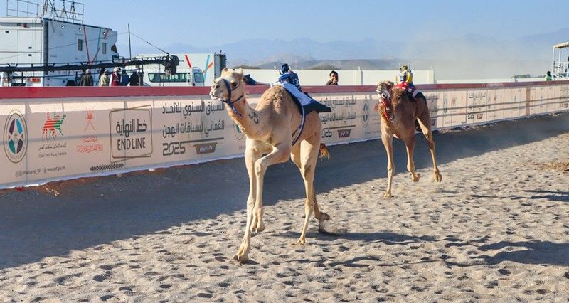 15 شوطا لفئة «الحجائج» فـي السباق الختامي للهجن بصحار