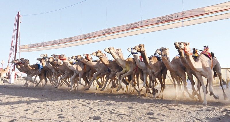 تواصل منافسات اليوم الثاني من السباق الختامي للهجن على ميدان صحار