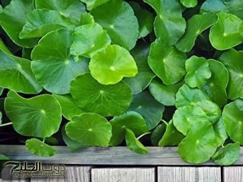 "اللي عرف العشبة دي اتغيرت حياته".. طريقة عبقرية لتنشيط عقلك والتخلص من النسيان نهائيا .. هتخليك شخص جديد!!