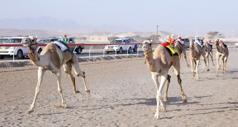 ١٢ شوطا فـي اليوم الرابع للسباق السنوي للهجن على ميدان صحار