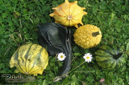 "عشب موجود جوة مضبخك"!! لاكنه مهمل لا احد يعلم قدره يخفض سكري الدم والتراكمي بلحظات.. احرصوا عليها!!