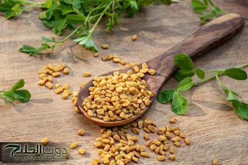 "عطار كبير قالي عليها".. عشبة سحرية مهملة هتشفيك من الزكام والسعال وتقوي مناعتك وكمان تحارب الكولسترول وتجدد الكبد!"