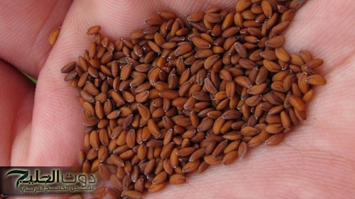 "ياريتني عرفتها من زمان" "اكتشف العشبة السحرية التي ستجعلك تقول وداعاً للشيخوخة وتحتفظ بشبابك الدائم!"