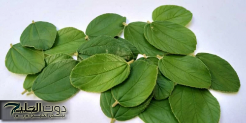 حتى لو سنك فوق الـ 70!!… عشبة موجودة في كل بيت تُعيد الشباب منذ اول استخدام!