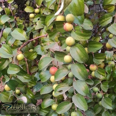 شيخ كبير قالي عليها!!.. تعبت من السحر والمس بيتك مليان مشاكل إليك وصفه ورق الغار... يعالج من بعض الأمراض العضوية والنفسية