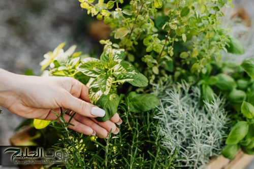 "مش هتعرف للكيماوي طريق!".. يضع سره في اضعف خلقة.. هذه العشبة الصغيرة الرخيصة تقضي على الورم ودواء سحري للسرطان.. تعرف عليها!