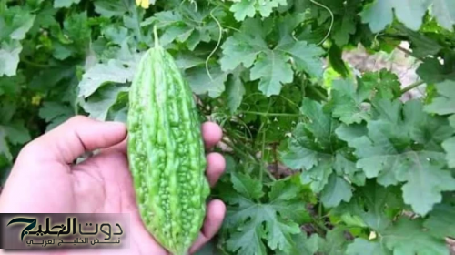 "معجزة عشبة طبيعية كالسحر" ستخلصلك من الادوية والحرمان نهائياً تخفض السكر التراكمي في الدم في غضون دقائق