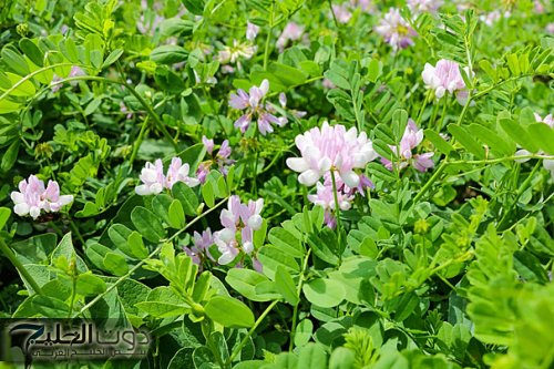 "الحل الاسطوري!"... شابة سعودية تكشف عن عشبة جبارة موجودة في كل مطبخ تنظف القولون وتعتبر حل أمثل للتخلص من البراز المتحجر