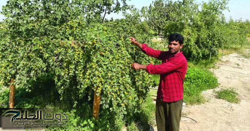 "عشبة جبارة موجودة في كل مطبخ وذكرت في القرآن الكريم".. تقضي على الإمساك في 5 دقائق فقط وتعتبر الحل الأمثل لتنظيف القولون من البراز المتحجر!!