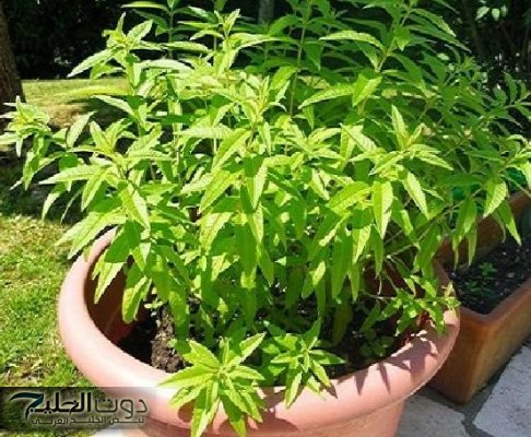 «سعودي يكشف عن كنز رباني مذهل».... عشبة صغيرة تقضي على الورم تماما وتنمو في الشتاء ودواء سحري للسرطان!!