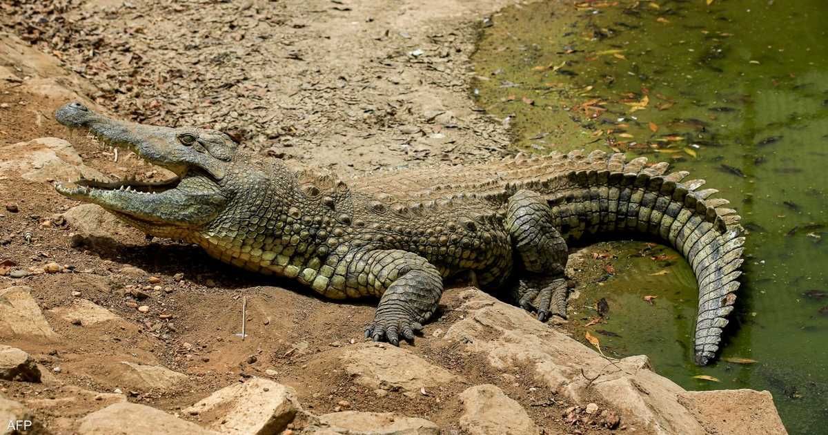 العالم اليوم - مصر.. تمساح يثير الخوف في الشرقية