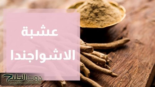 معجزة ربانية تساوي تقلها دهب .. عشبة طبيعية تقوي الذاكرة وتعيد بناء خلايا المخ الميتة وتحمي من الزهايمر والخرف وحل مثالي للسرطان .. احرصوا عليها