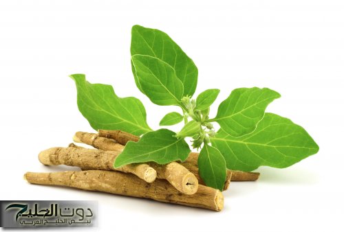 معجزة ربانية تساوي تقلها دهب .. عشبة طبيعية تقوي الذاكرة وتعيد بناء خلايا المخ الميتة وتحمي من الزهايمر والخرف وحل مثالي للسرطان .. احرصوا عليها