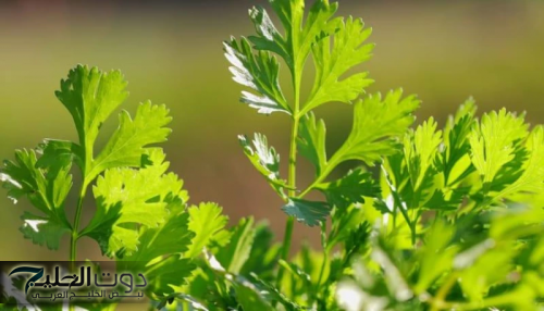 "وداعا لداء السكري هدية من رب السماء لعباده"... هذه العشبة السحرية تخفض السكر في الدم في 5 دقائق... متوفرة في كل مطبخ !