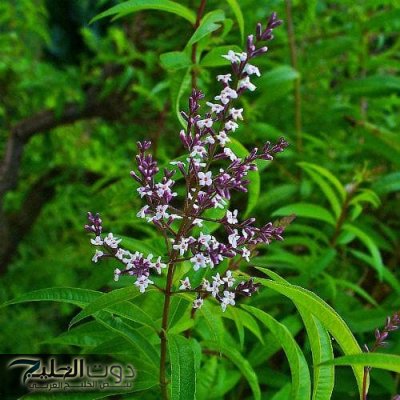 جسمك هيبقى في أفضل حال وصحتك هتتحسن بشكل ملحوظ!!.. اكتشف فوائد اللويزة المذهلة لتحسين صحتك وتطهير جسمك..فوائد صحية مذهلة هتستفيد بيها!!