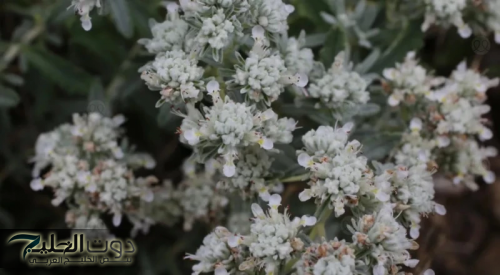 "معجزة من السماء".. فوائد وأضرار عشبة "الجعدة" تعرف على الجانب المظلم والمشرق في هذه العشبة الطبيعية البسيطة"!!