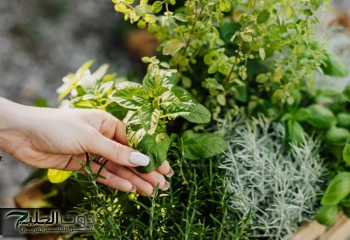 "يضع سره في اضعف خلقة".. هذه العشبة الصغيرة الرخيصة تقضي على الورم ودواء سحري للسرطان.. تعرف عليها!فوراً