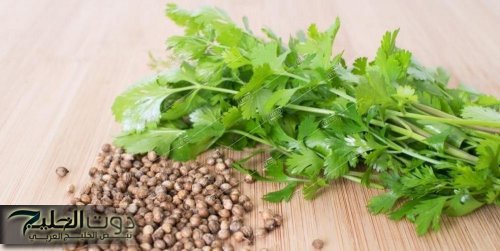 "ضاع عمرنا وهيا غايبة عننا"... العشبة السحرية التي تحارب ارتفاع سكر الدم وتطهر الجسم من السموم بسعر لا يصدق وتحقق المعجزات"