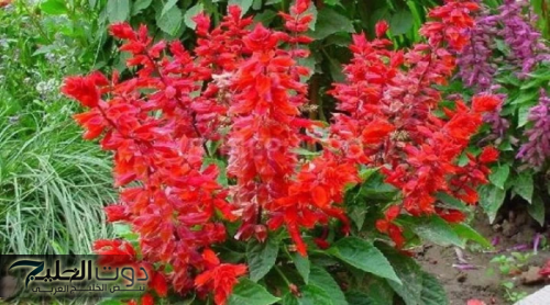 "شابة أردنية تكشف عن عشبة مهملة رخيصة تخفض السكر في 5 دقائق فقط وتقضي على هشاشة العظام وتعتبر الحل الأمثل لـ تقوية الذاكرة!"