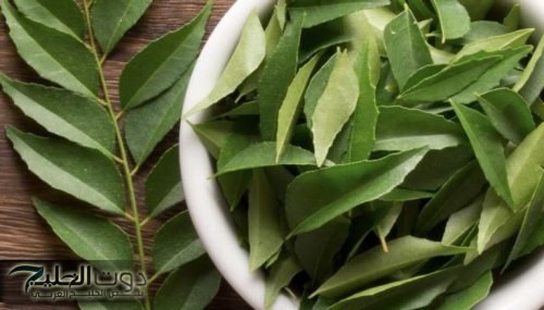 "اكتشاف ملعقة الشفاء العاجل!"... العشبة السحرية التي تقضي على الآلام بغض النظر عن شدتها! اكتشف العجائب الربانية لهذه العشبة الفريدة!!