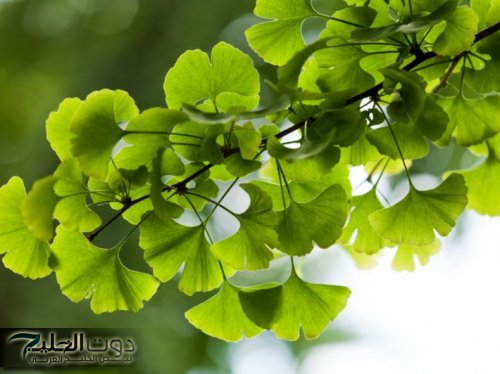 " عشبة النسيان المنزلية الجبارة! ".. تعيد للكبار شبابهم وتقوي الذاكرة بإعجاز رباني سريع في كل دار عربية..! تعرفوا عليها الآن وقولوا وداعاً للشيخوخة