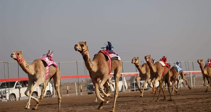 إثارة ومنافسة فـي مهرجان البشائر لسباقات الهجن بأدم