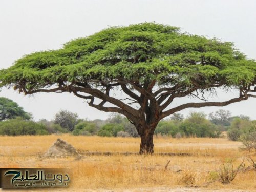 شجرة الأكاسيا: الكنز الطبيعي في مصر الذي يمكن أن يغير مستقبلك المالي