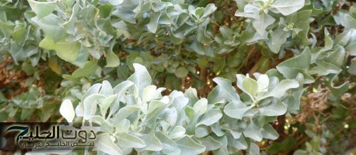 عشبة القطف: فوائدها المذهلة في علاج الأورام ومكافحة السرطان