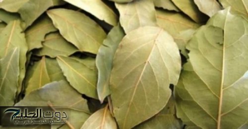 وصفة ورق الغار لعلاج السحر والحسد: الحل الأمثل لمشاكلك الروحية والنفسية