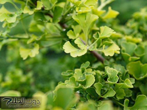 عشبة الجنكة: كنز طبيعي يعزز الذاكرة ويعيد الشباب بسرعة قياسية