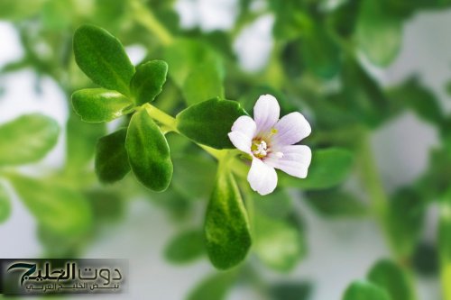 العشبة المعجزة: اكتشف فوائد عشبة باكوبا مونيري لصحة الدماغ والذاكرة