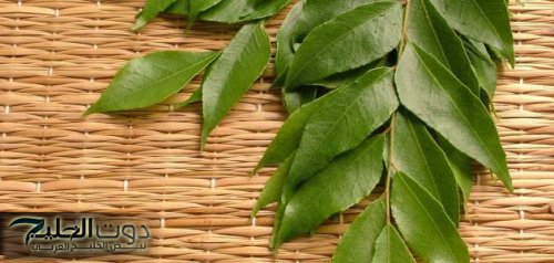 أوراق الكاري: الحل الطبيعي لتنظيم مستويات السكر في الدم