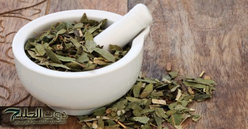 فوائد عشبة السنا السحرية لتنظيف القولون والتخلص من الإمساك بسرعة