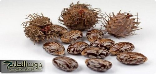 حبة الملوك: فوائد علاجية مذهلة وأضرار يجب الحذر منها