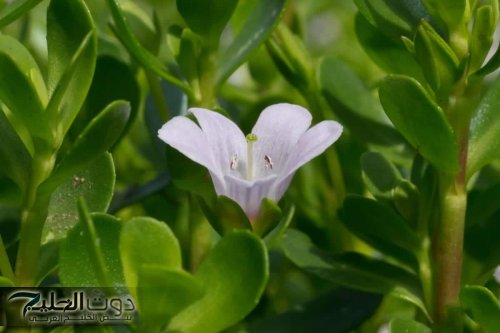 باكوبا مونيري: سر التفوق الدراسي والذاكرة القوية