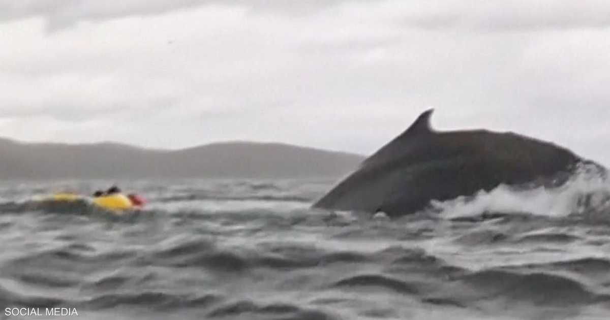 العالم اليوم - فيديو يحبس الأنفاس يوثق نجاة شاب من هجوم حوت عملاق