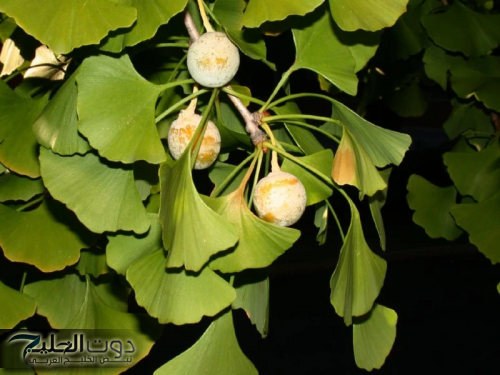 عشبة الجنكة: السر وراء تعزيز الذاكرة وصحة الدماغ