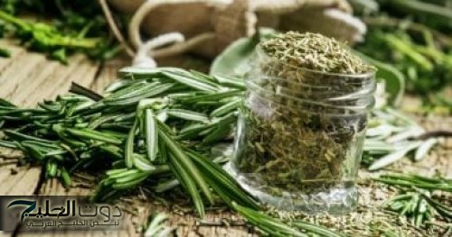 الروز ماري: العشبة السحرية لتحسين الذاكرة وصحة الدماغ