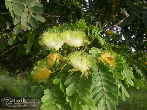 سر رشاقة السعوديين: وصفة عشبة اللبخ لحرق الدهون