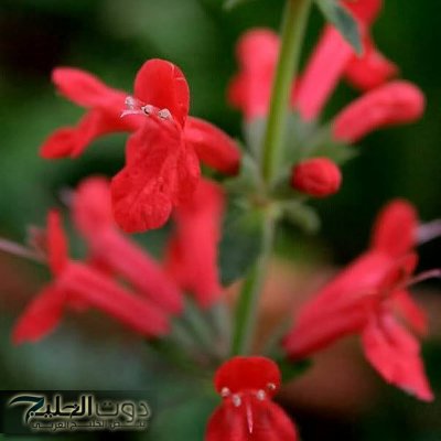 فوائد المريمية الحمراء: العشبة المنسية التي تعزز الصحة