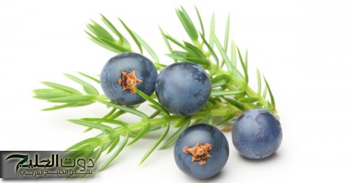 عشبة العرعر: كنز طبيعي لصحة الكبد والجسم