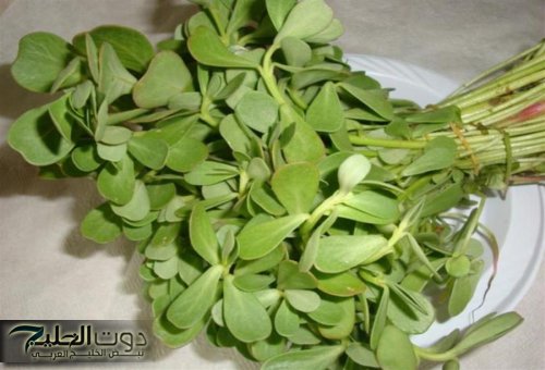 نبات الرجلة: عشبة طبيعية تغير حياتك بفوائدها الصحية المذهلة