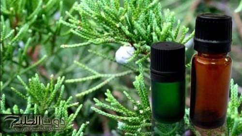 زيت السرو العطري: فوائد صحية متعددة