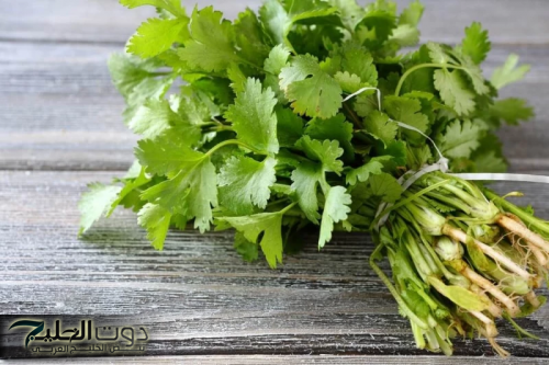 فوائد الكزبرة في تنظيم سكر الدم وتنقية الجسم من السموم