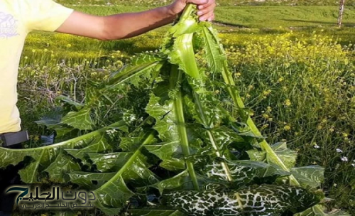 نبات الحنظل: الحل الجديد لعلاج السكري والسمنة